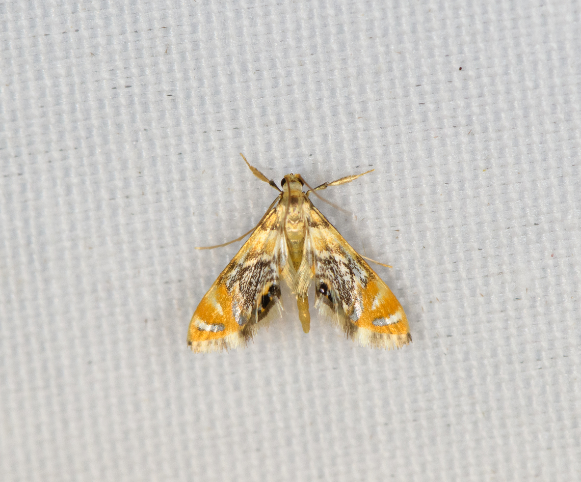 Margarosticha sp., Minggre, Arfak Mountains, Papua  Arfak Mountains,Australia (continent),Geotagged,Indonesia,Minggre,New Guinea,Papua,Papua 2023,Spring,Vogelkop,West Papua,Western New Guinea