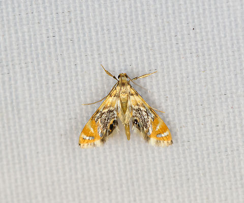 Margarosticha sp., Minggre, Arfak Mountains, Papua  Arfak Mountains,Australia (continent),Geotagged,Indonesia,Minggre,New Guinea,Papua,Papua 2023,Spring,Vogelkop,West Papua,Western New Guinea