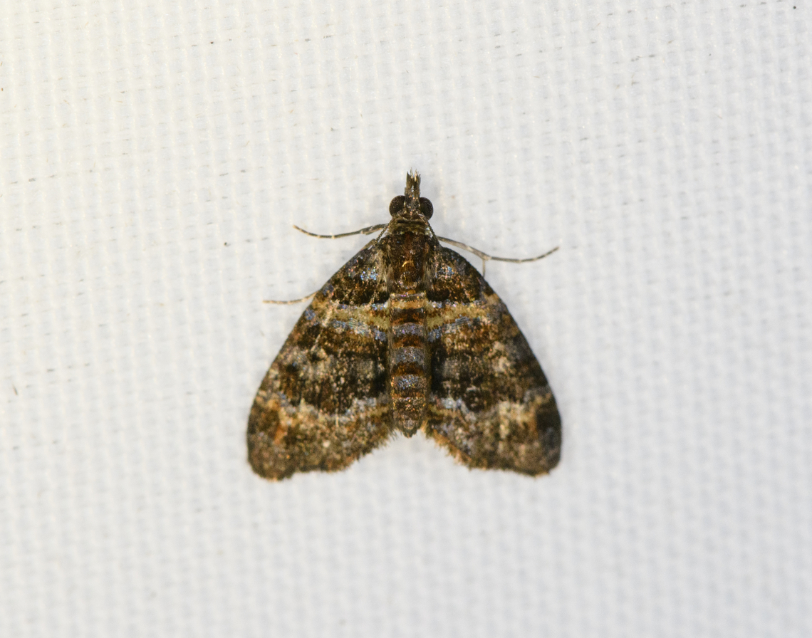 Small brown moth, Minggre, Arfak Mountains, Papua  Arfak Mountains,Australia (continent),Geotagged,Indonesia,Minggre,New Guinea,Papua,Papua 2023,Spring,Vogelkop,West Papua,Western New Guinea