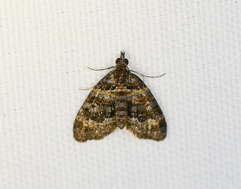 Small brown moth, Minggre, Arfak Mountains, Papua  Arfak Mountains,Australia (continent),Geotagged,Indonesia,Minggre,New Guinea,Papua,Papua 2023,Spring,Vogelkop,West Papua,Western New Guinea