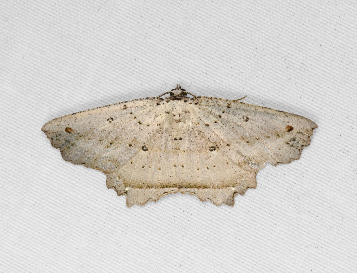 Chorodna sp.?, Minggre, Arfak Mountains, Papua  Arfak Mountains,Australia (continent),Geotagged,Indonesia,Minggre,New Guinea,Papua,Papua 2023,Spring,Vogelkop,West Papua,Western New Guinea