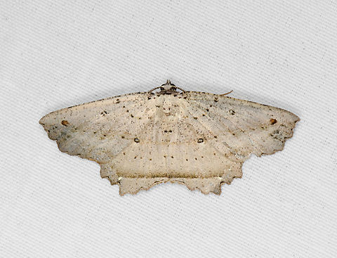 Chorodna sp.?, Minggre, Arfak Mountains, Papua  Arfak Mountains,Australia (continent),Geotagged,Indonesia,Minggre,New Guinea,Papua,Papua 2023,Spring,Vogelkop,West Papua,Western New Guinea