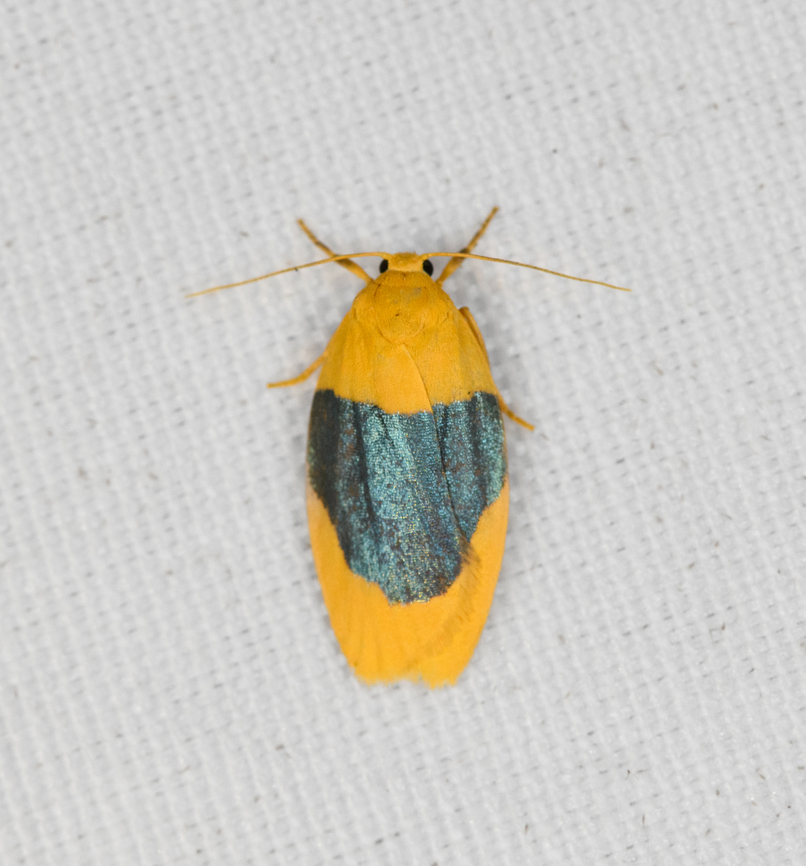 Darantasia cyanifera, Minggre, Arfak Mountains, Papua  Arfak Mountains,Australia (continent),Darantasia cyanifera,Geotagged,Indonesia,Minggre,New Guinea,Papua,Papua 2023,Spring,Vogelkop,West Papua,Western New Guinea