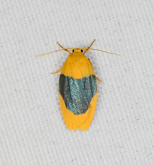 Darantasia cyanifera, Minggre, Arfak Mountains, Papua  Arfak Mountains,Australia (continent),Darantasia cyanifera,Geotagged,Indonesia,Minggre,New Guinea,Papua,Papua 2023,Spring,Vogelkop,West Papua,Western New Guinea