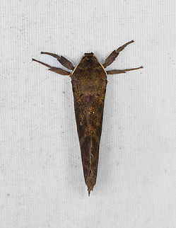 Lasiocampidae?, Minggre, Arfak Mountains, Papua  Arfak Mountains,Australia (continent),Geotagged,Indonesia,Minggre,New Guinea,Papua,Papua 2023,Spring,Vogelkop,West Papua,Western New Guinea