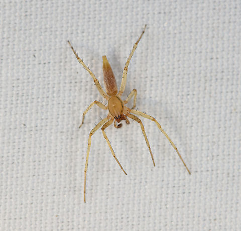 Small spider, Minggre, Arfak Mountains, Papua  Arfak Mountains,Australia (continent),Geotagged,Indonesia,Minggre,New Guinea,Papua,Papua 2023,Spring,Vogelkop,West Papua,Western New Guinea