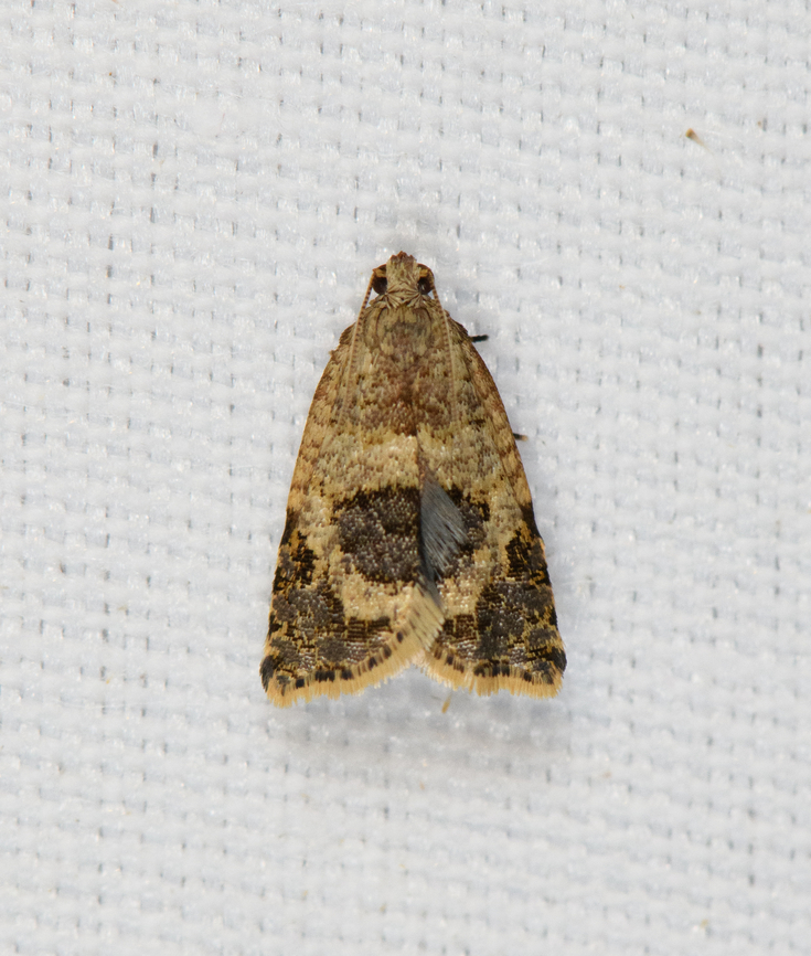 Small brown moth, Minggre, Arfak Mountains, Papua  Arfak Mountains,Australia (continent),Geotagged,Indonesia,Minggre,New Guinea,Papua,Papua 2023,Spring,Vogelkop,West Papua,Western New Guinea