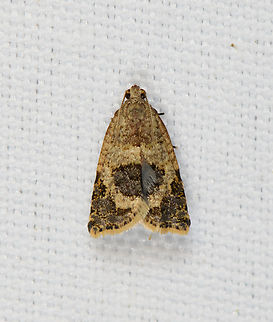 Small brown moth, Minggre, Arfak Mountains, Papua  Arfak Mountains,Australia (continent),Geotagged,Indonesia,Minggre,New Guinea,Papua,Papua 2023,Spring,Vogelkop,West Papua,Western New Guinea