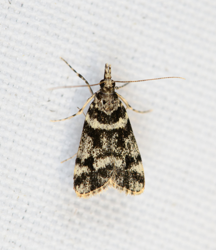 Banded Moth, Minggre, Arfak Mountains, Papua  Arfak Mountains,Australia (continent),Geotagged,Indonesia,Minggre,New Guinea,Papua,Papua 2023,Spring,Vogelkop,West Papua,Western New Guinea