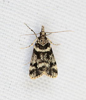 Banded Moth, Minggre, Arfak Mountains, Papua  Arfak Mountains,Australia (continent),Geotagged,Indonesia,Minggre,New Guinea,Papua,Papua 2023,Spring,Vogelkop,West Papua,Western New Guinea