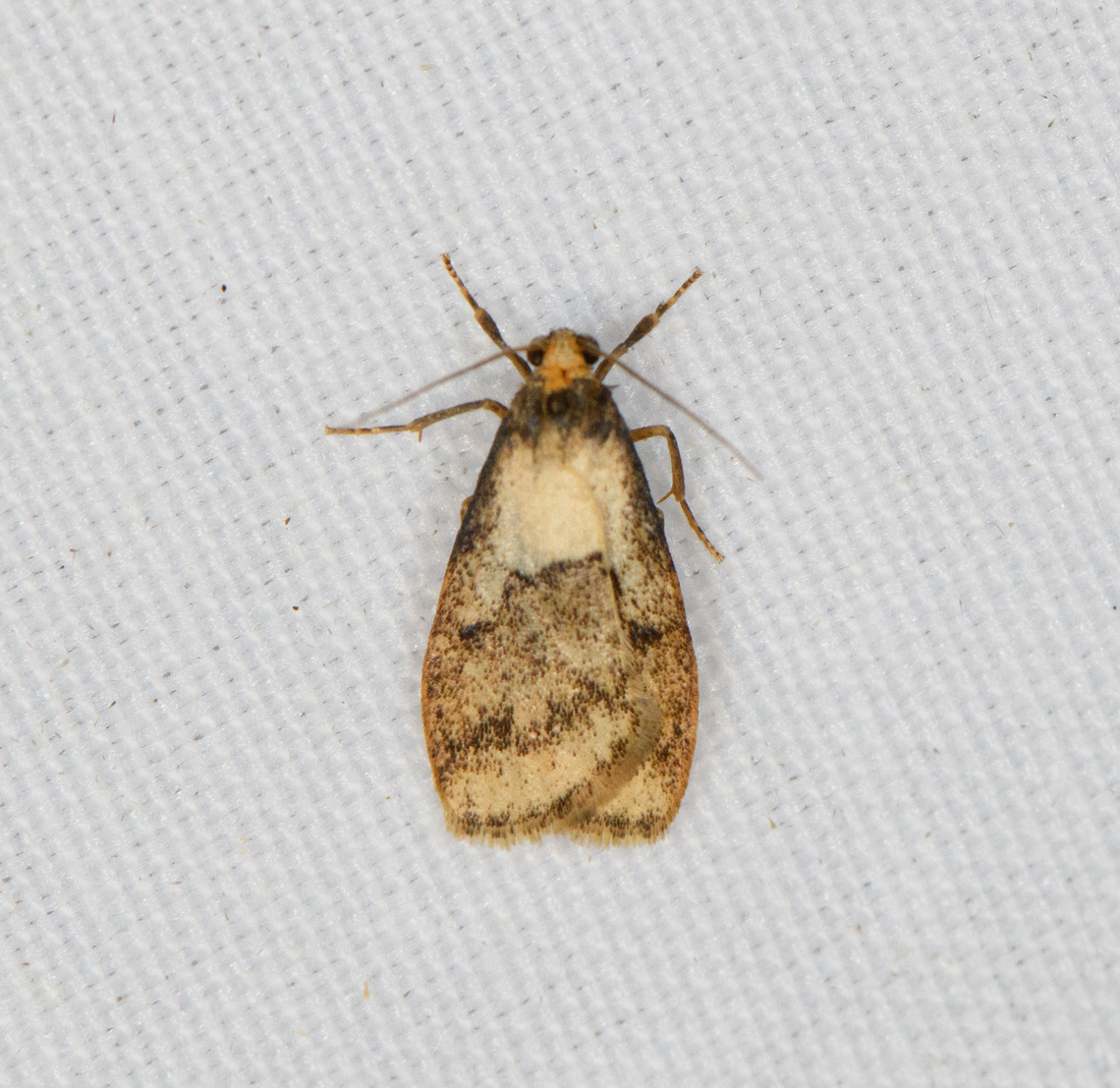 Small moth, Minggre, Arfak Mountains, Papua  Arfak Mountains,Australia (continent),Geotagged,Indonesia,Minggre,New Guinea,Papua,Papua 2023,Spring,Vogelkop,West Papua,Western New Guinea