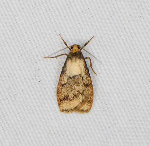 Small moth, Minggre, Arfak Mountains, Papua  Arfak Mountains,Australia (continent),Geotagged,Indonesia,Minggre,New Guinea,Papua,Papua 2023,Spring,Vogelkop,West Papua,Western New Guinea