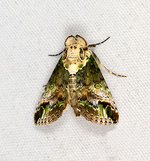 Risoba prominens, Minggre, Arfak Mountains, Papua  Arfak Mountains,Australia (continent),Geotagged,Indonesia,Minggre,New Guinea,Papua,Papua 2023,Risoba prominens,Spring,Vogelkop,West Papua,Western New Guinea