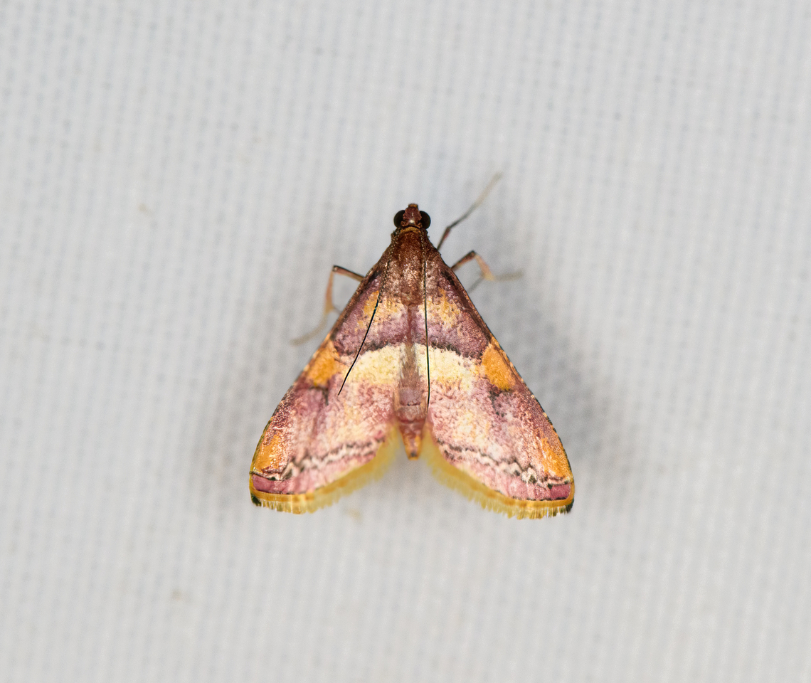 Crambidae, Minggre, Arfak Mountains, Papua  Arfak Mountains,Australia (continent),Geotagged,Indonesia,Minggre,New Guinea,Papua,Papua 2023,Spring,Vogelkop,West Papua,Western New Guinea