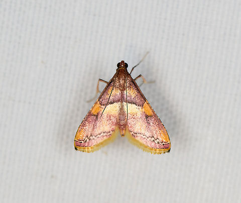 Crambidae, Minggre, Arfak Mountains, Papua  Arfak Mountains,Australia (continent),Geotagged,Indonesia,Minggre,New Guinea,Papua,Papua 2023,Spring,Vogelkop,West Papua,Western New Guinea