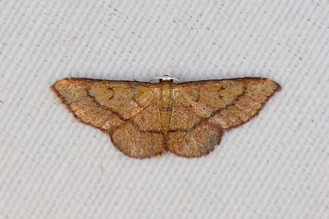 Corgatha sp?, Minggre, Arfak Mountains, Papua  Arfak Mountains,Australia (continent),Geotagged,Indonesia,Minggre,New Guinea,Papua,Papua 2023,Spring,Vogelkop,West Papua,Western New Guinea