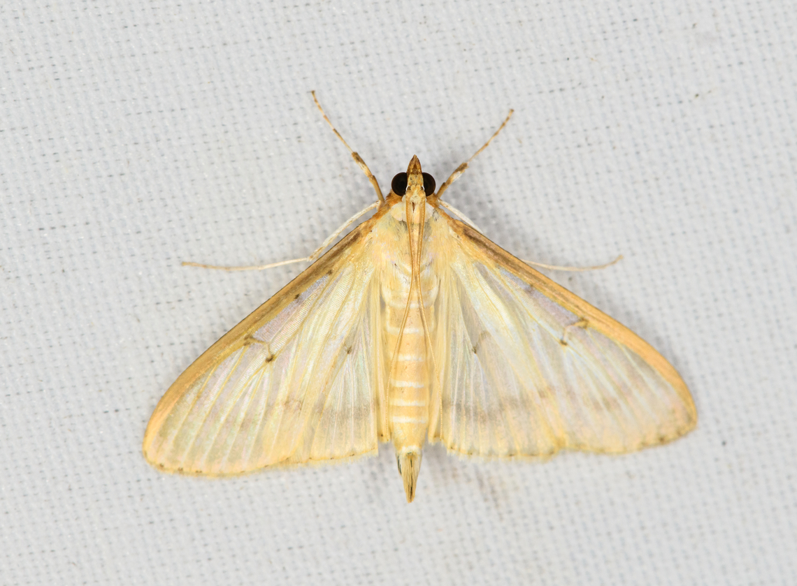 Pearl Moth, Minggre, Arfak Mountains, Papua Maybe Palpita sp. Arfak Mountains,Australia (continent),Geotagged,Indonesia,Minggre,New Guinea,Papua,Papua 2023,Spring,Vogelkop,West Papua,Western New Guinea