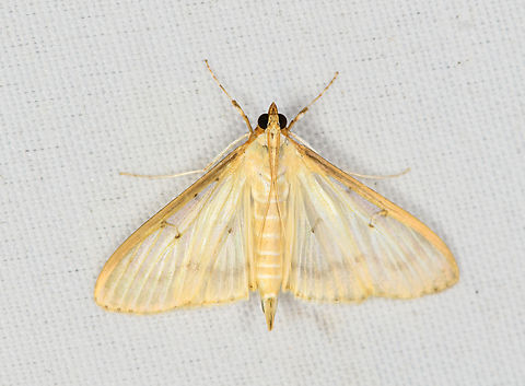 Pearl Moth, Minggre, Arfak Mountains, Papua Maybe Palpita sp. Arfak Mountains,Australia (continent),Geotagged,Indonesia,Minggre,New Guinea,Papua,Papua 2023,Spring,Vogelkop,West Papua,Western New Guinea