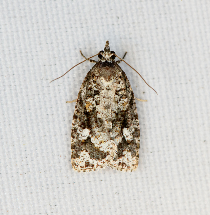 Tortricidae  Moth, Minggre, Arfak Mountains, Papua Another in this tricky category. See discussion:<br />
<figure class="photo"><a href="https://www.jungledragon.com/image/158819/tortricidae_moth_minggre_arfak_mountains_papua.html" title="Tortricidae  Moth, Minggre, Arfak Mountains, Papua"><img src="https://s3.amazonaws.com/media.jungledragon.com/images/2/158819_thumb.jpg?AWSAccessKeyId=05GMT0V3GWVNE7GGM1R2&Expires=1769040010&Signature=QVypDPsqmUsjxXVsqOEP92WLunE%3D" width="200" height="194" alt="Tortricidae  Moth, Minggre, Arfak Mountains, Papua Similar but slightly different:<br />
https://www.jungledragon.com/image/157689/tortricidae_moth_minggre_arfak_mountains_papua.html Arfak Mountains,Australia (continent),Geotagged,Indonesia,Minggre,New Guinea,Papua,Papua 2023,Spring,Vogelkop,West Papua,Western New Guinea" /></a></figure> Arfak Mountains,Australia (continent),Geotagged,Indonesia,Minggre,New Guinea,Papua,Papua 2023,Spring,Vogelkop,West Papua,Western New Guinea