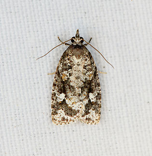 Tortricidae  Moth, Minggre, Arfak Mountains, Papua Another in this tricky category. See discussion:
https://www.jungledragon.com/image/158819/tortricidae_moth_minggre_arfak_mountains_papua.html Arfak Mountains,Australia (continent),Geotagged,Indonesia,Minggre,New Guinea,Papua,Papua 2023,Spring,Vogelkop,West Papua,Western New Guinea