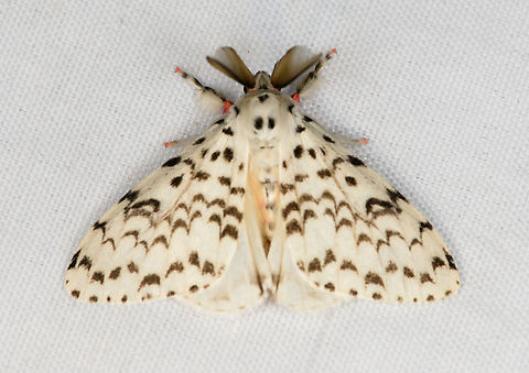 Lymantria novaguineensis