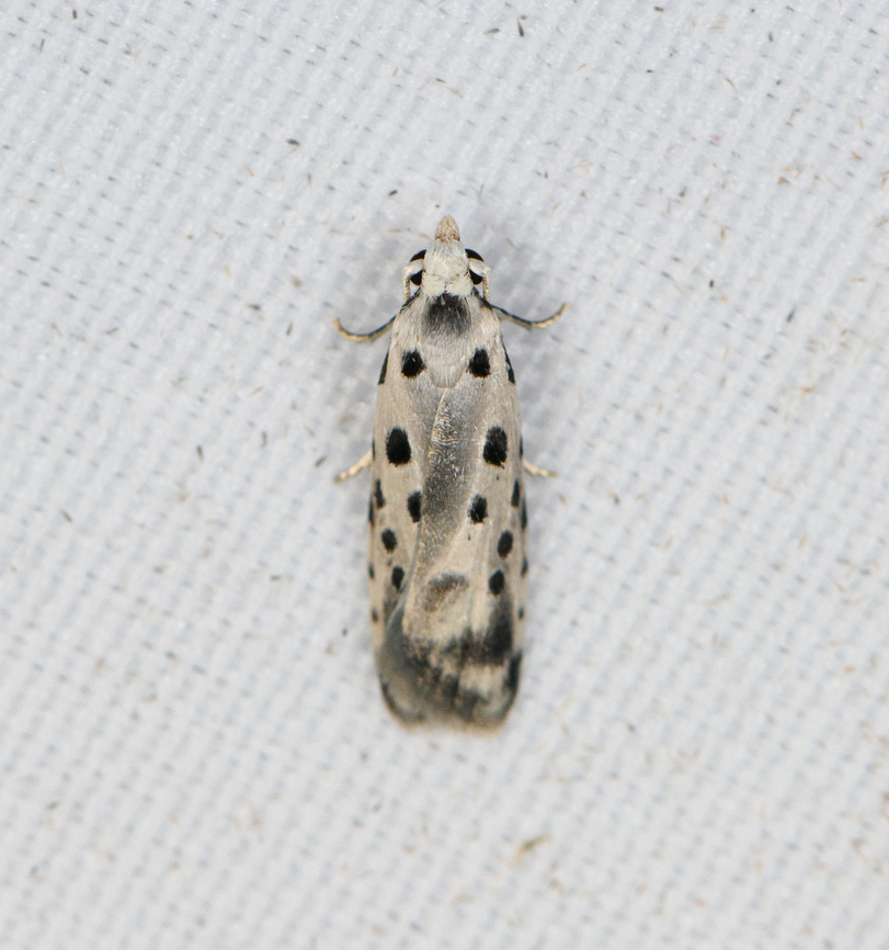 Tortricidae  Moth, Minggre, Arfak Mountains, Papua  Arfak Mountains,Australia (continent),Geotagged,Indonesia,Minggre,New Guinea,Papua,Papua 2023,Spring,Vogelkop,West Papua,Western New Guinea
