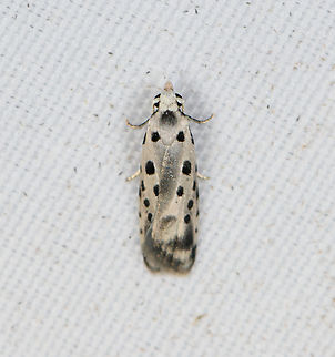 Tortricidae  Moth, Minggre, Arfak Mountains, Papua  Arfak Mountains,Australia (continent),Geotagged,Indonesia,Minggre,New Guinea,Papua,Papua 2023,Spring,Vogelkop,West Papua,Western New Guinea