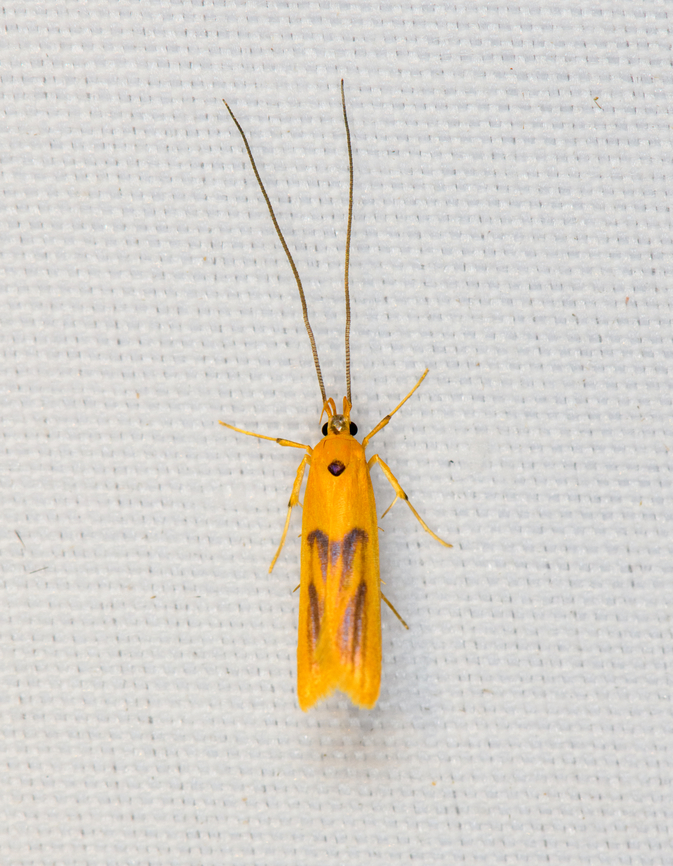 Long-horned Moth, Minggre, Arfak Mountains, Papua  Arfak Mountains,Australia (continent),Geotagged,Indonesia,Minggre,New Guinea,Papua,Papua 2023,Spring,Vogelkop,West Papua,Western New Guinea