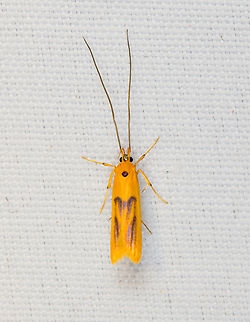 Long-horned Moth, Minggre, Arfak Mountains, Papua  Arfak Mountains,Australia (continent),Geotagged,Indonesia,Minggre,New Guinea,Papua,Papua 2023,Spring,Vogelkop,West Papua,Western New Guinea