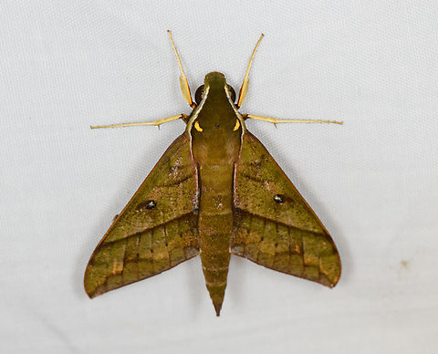 Gnathothlibus meeki, Minggre, Arfak Mountains, Papua  Arfak Mountains,Australia (continent),Geotagged,Gnathothlibus meeki,Indonesia,Minggre,New Guinea,Papua,Papua 2023,Spring,Vogelkop,West Papua,Western New Guinea