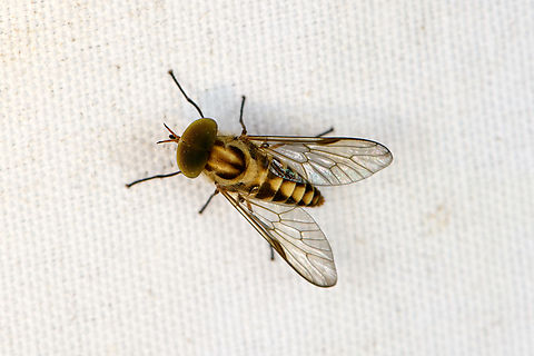 Horse or Deer fly, Minggre, Arfak Mountains, Papua  Arfak Mountains,Australia (continent),Geotagged,Indonesia,Minggre,New Guinea,Papua,Papua 2023,Spring,Vogelkop,West Papua,Western New Guinea