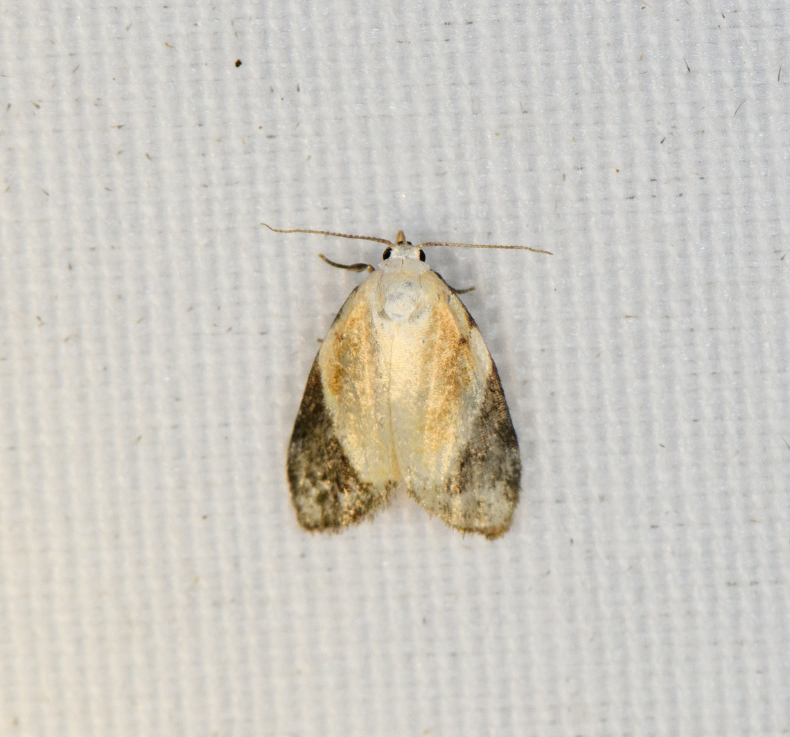 Manoba divisa, Minggre, Arfak Mountains, Papua  Arfak Mountains,Australia (continent),Geotagged,Indonesia,Manoba divisa,Minggre,New Guinea,Papua,Papua 2023,Spring,Vogelkop,West Papua,Western New Guinea