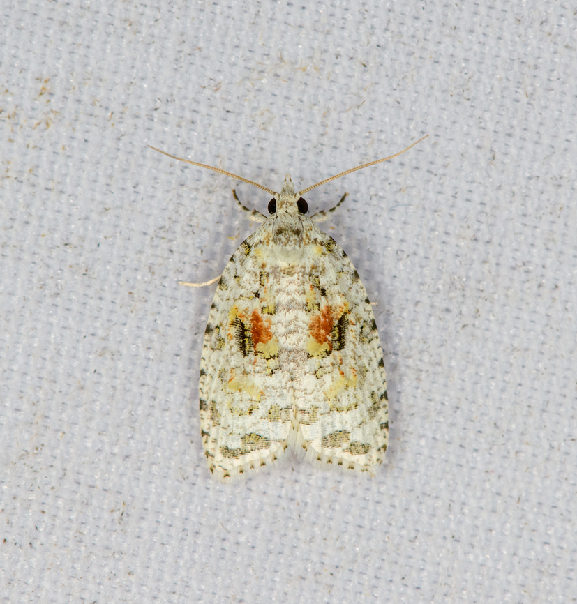Tortricidae, Minggre, Arfak Mountains, Papua Another in a series of small moths with fine patterns:<br />
<figure class="photo"><a href="https://www.jungledragon.com/image/158819/tortricidae_moth_minggre_arfak_mountains_papua.html" title="Tortricidae  Moth, Minggre, Arfak Mountains, Papua"><img src="https://s3.amazonaws.com/media.jungledragon.com/images/2/158819_thumb.jpg?AWSAccessKeyId=05GMT0V3GWVNE7GGM1R2&Expires=1759968010&Signature=PZsG8WsKgiV29xDWUHUp1JmI1Jc%3D" width="200" height="194" alt="Tortricidae  Moth, Minggre, Arfak Mountains, Papua Similar but slightly different:<br />
https://www.jungledragon.com/image/157689/tortricidae_moth_minggre_arfak_mountains_papua.html Arfak Mountains,Australia (continent),Geotagged,Indonesia,Minggre,New Guinea,Papua,Papua 2023,Spring,Vogelkop,West Papua,Western New Guinea" /></a></figure><br />
<figure class="photo"><a href="https://www.jungledragon.com/image/157689/tortricidae_moth_minggre_arfak_mountains_papua.html" title="Tortricidae  Moth, Minggre, Arfak Mountains, Papua"><img src="https://s3.amazonaws.com/media.jungledragon.com/images/2/157689_thumb.jpg?AWSAccessKeyId=05GMT0V3GWVNE7GGM1R2&Expires=1759968010&Signature=6er3Zxg%2FD%2BgDMUO6WU%2BfaP6brYE%3D" width="146" height="152" alt="Tortricidae  Moth, Minggre, Arfak Mountains, Papua Tiny, only a few mm. Arfak Mountains,Australia (continent),Geotagged,Indonesia,Minggre,New Guinea,Papua,Papua 2023,Spring,Vogelkop,West Papua,Western New Guinea" /></a></figure><br />
<figure class="photo"><a href="https://www.jungledragon.com/image/159160/tortricidae_moth_minggre_arfak_mountains_papua.html" title="Tortricidae  Moth, Minggre, Arfak Mountains, Papua"><img src="https://s3.amazonaws.com/media.jungledragon.com/images/2/159160_thumb.jpg?AWSAccessKeyId=05GMT0V3GWVNE7GGM1R2&Expires=1759968010&Signature=Kq%2FsSclARsWDUeRR5uUhj%2FiKQW4%3D" width="150" height="152" alt="Tortricidae  Moth, Minggre, Arfak Mountains, Papua Another in this tricky category. See discussion:<br />
https://www.jungledragon.com/image/158819/tortricidae_moth_minggre_arfak_mountains_papua.html Arfak Mountains,Australia (continent),Geotagged,Indonesia,Minggre,New Guinea,Papua,Papua 2023,Spring,Vogelkop,West Papua,Western New Guinea" /></a></figure> Arfak Mountains,Australia (continent),Geotagged,Indonesia,Minggre,New Guinea,Papua,Papua 2023,Spring,Vogelkop,West Papua,Western New Guinea