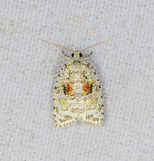 Tortricidae, Minggre, Arfak Mountains, Papua Another in a series of small moths with fine patterns:
https://www.jungledragon.com/image/158819/tortricidae_moth_minggre_arfak_mountains_papua.html
https://www.jungledragon.com/image/157689/tortricidae_moth_minggre_arfak_mountains_papua.html
https://www.jungledragon.com/image/159160/tortricidae_moth_minggre_arfak_mountains_papua.html Arfak Mountains,Australia (continent),Geotagged,Indonesia,Minggre,New Guinea,Papua,Papua 2023,Spring,Vogelkop,West Papua,Western New Guinea