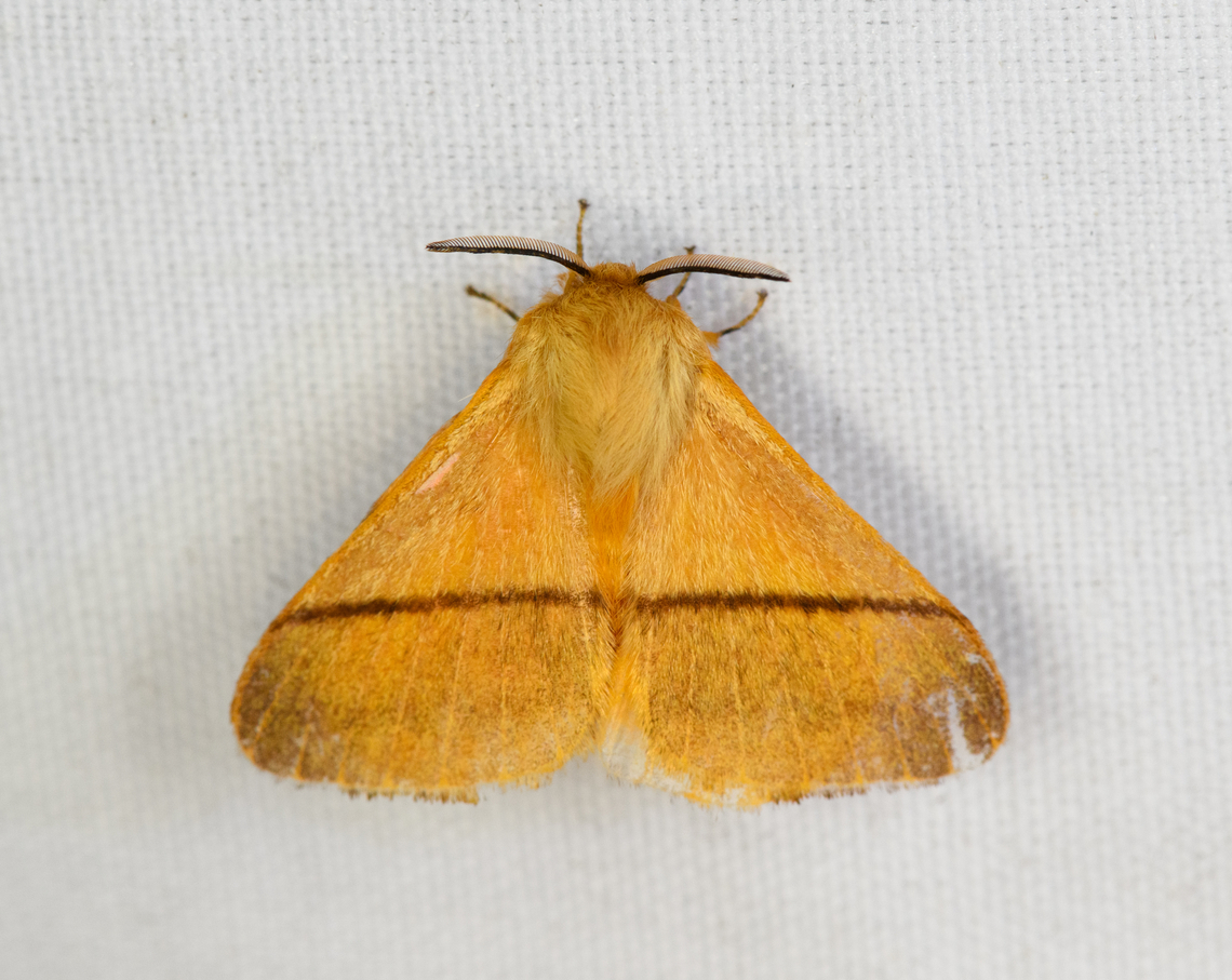 Lasiocampidae?, Minggre, Arfak Mountains, Papua  Arfak Mountains,Australia (continent),Geotagged,Indonesia,Minggre,New Guinea,Papua,Papua 2023,Spring,Vogelkop,West Papua,Western New Guinea