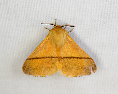 Lasiocampidae?, Minggre, Arfak Mountains, Papua  Arfak Mountains,Australia (continent),Geotagged,Indonesia,Minggre,New Guinea,Papua,Papua 2023,Spring,Vogelkop,West Papua,Western New Guinea