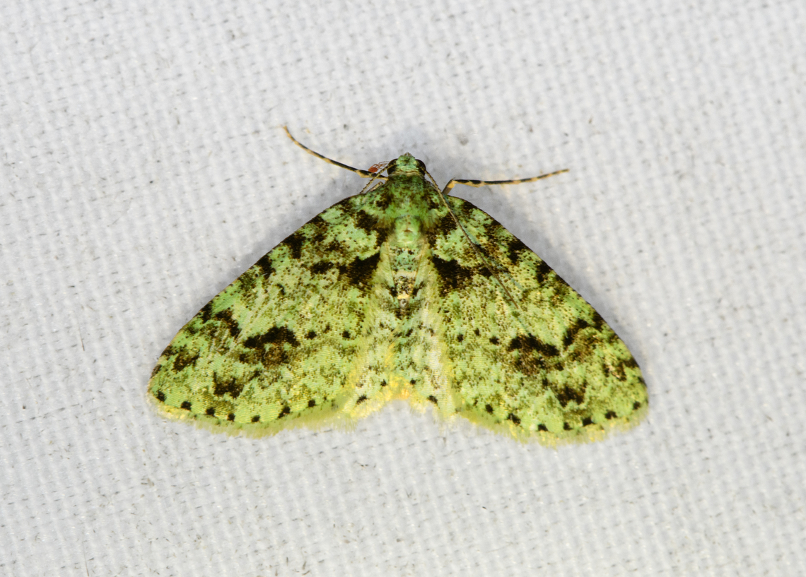 Carpet Moth, Minggre, Arfak Mountains, Papua  Arfak Mountains,Australia (continent),Geotagged,Indonesia,Minggre,New Guinea,Papua,Papua 2023,Spring,Vogelkop,West Papua,Western New Guinea