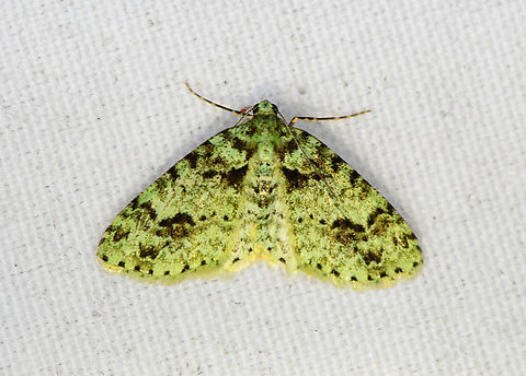 Carpet Moth, Minggre, Arfak Mountains, Papua  Arfak Mountains,Australia (continent),Geotagged,Indonesia,Minggre,New Guinea,Papua,Papua 2023,Spring,Vogelkop,West Papua,Western New Guinea