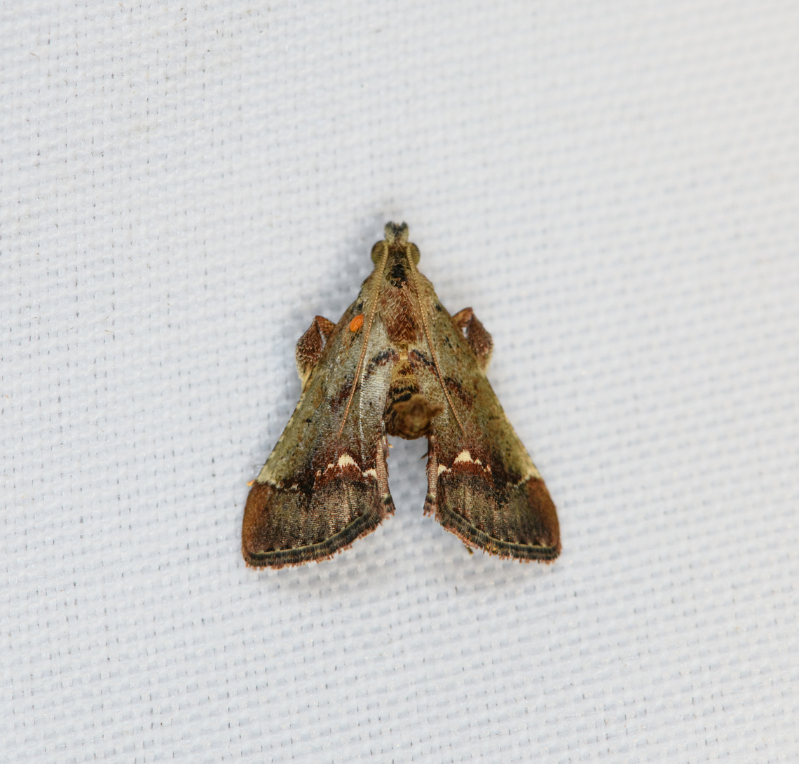 Pyralidae, Minggre, Arfak Mountains, Papua Some similarity with Patania aedilis. Arfak Mountains,Australia (continent),Geotagged,Indonesia,Minggre,New Guinea,Papua,Papua 2023,Spring,Vogelkop,West Papua,Western New Guinea