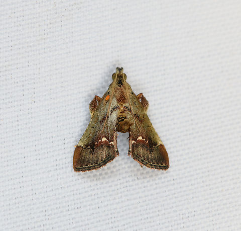 Pyralidae, Minggre, Arfak Mountains, Papua Some similarity with Patania aedilis. Arfak Mountains,Australia (continent),Geotagged,Indonesia,Minggre,New Guinea,Papua,Papua 2023,Spring,Vogelkop,West Papua,Western New Guinea