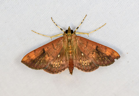 Omiodes basalticalis, Minggre, Arfak Mountains, Papua  Arfak Mountains,Australia (continent),Geotagged,Indonesia,Minggre,New Guinea,Omiodes basalticalis,Papua,Papua 2023,Spring,Vogelkop,West Papua,Western New Guinea