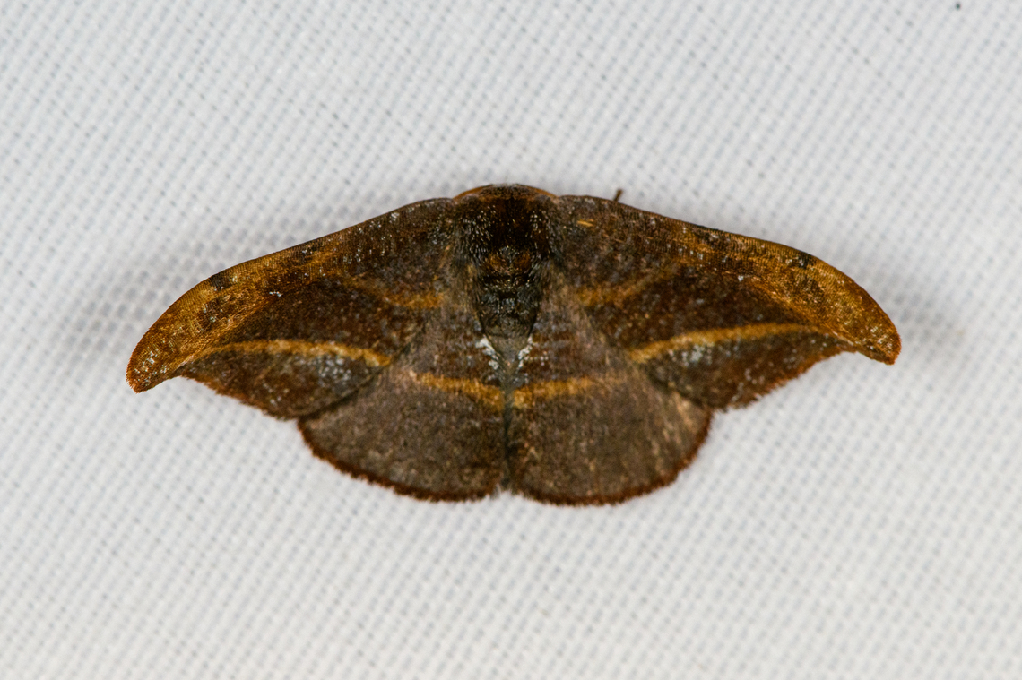 Oreta sp., Minggre, Arfak Mountains, Papua Very dark, even after lifting shadows. Arfak Mountains,Australia (continent),Geotagged,Indonesia,Minggre,New Guinea,Papua,Papua 2023,Spring,Vogelkop,West Papua,Western New Guinea
