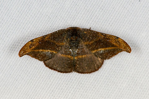 Oreta sp., Minggre, Arfak Mountains, Papua Very dark, even after lifting shadows. Arfak Mountains,Australia (continent),Geotagged,Indonesia,Minggre,New Guinea,Papua,Papua 2023,Spring,Vogelkop,West Papua,Western New Guinea