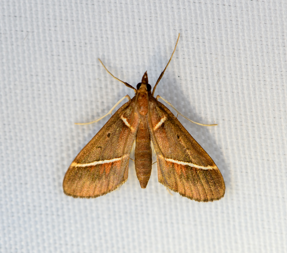 Crambidae, Minggre, Arfak Mountains, Papua  Arfak Mountains,Australia (continent),Geotagged,Indonesia,Minggre,New Guinea,Papua,Papua 2023,Spring,Vogelkop,West Papua,Western New Guinea