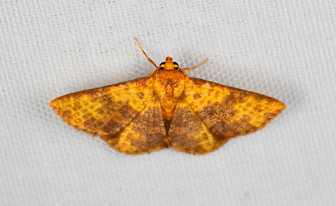 Orange moth, Minggre, Arfak Mountains, Papua  Arfak Mountains,Australia (continent),Geotagged,Indonesia,Minggre,New Guinea,Papua,Papua 2023,Spring,Vogelkop,West Papua,Western New Guinea