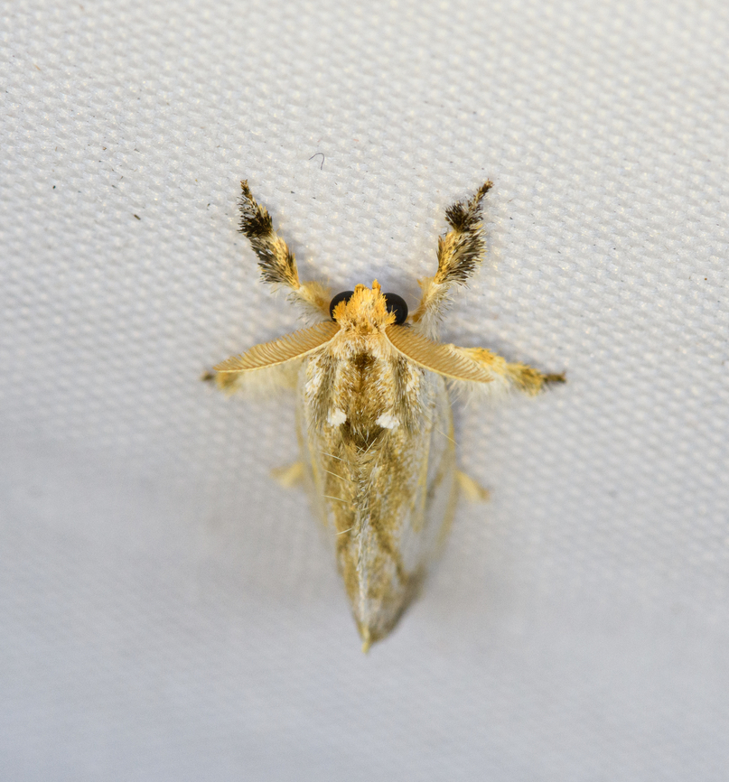 Unknown Moth, Minggre, Arfak Mountains, Papua  Arfak Mountains,Australia (continent),Geotagged,Indonesia,Minggre,New Guinea,Papua,Papua 2023,Spring,Vogelkop,West Papua,Western New Guinea