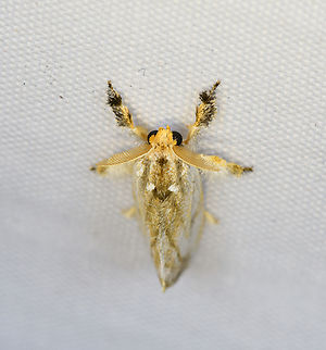 Unknown Moth, Minggre, Arfak Mountains, Papua  Arfak Mountains,Australia (continent),Geotagged,Indonesia,Minggre,New Guinea,Papua,Papua 2023,Spring,Vogelkop,West Papua,Western New Guinea