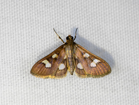 Crambidae, Minggre, Arfak Mountains, Papua Maybe Herpetogramma sp. Arfak Mountains,Australia (continent),Geotagged,Indonesia,Minggre,New Guinea,Papua,Papua 2023,Spring,Vogelkop,West Papua,Western New Guinea