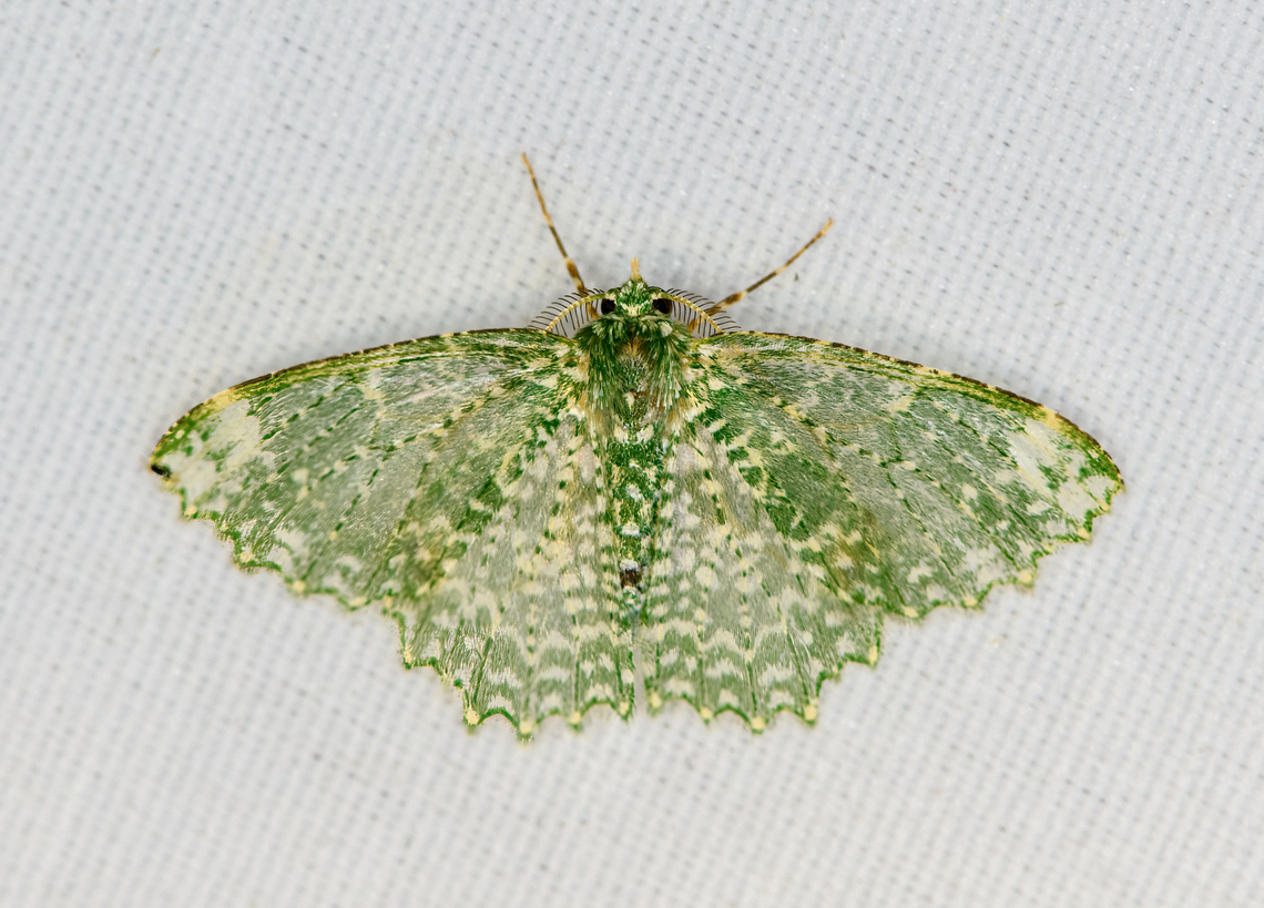 Eucyclodes stellifera, Minggre, Arfak Mountains, Papua  Arfak Mountains,Australia (continent),Eucyclodes stellifera,Geotagged,Indonesia,Minggre,New Guinea,Papua,Papua 2023,Spring,Vogelkop,West Papua,Western New Guinea