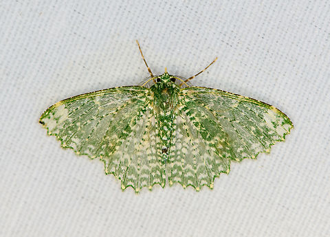 Eucyclodes stellifera, Minggre, Arfak Mountains, Papua  Arfak Mountains,Australia (continent),Eucyclodes stellifera,Geotagged,Indonesia,Minggre,New Guinea,Papua,Papua 2023,Spring,Vogelkop,West Papua,Western New Guinea